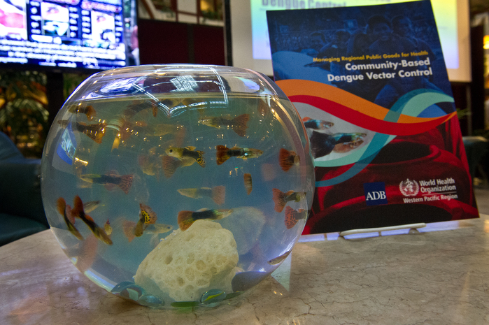 Guppy fish in open-air water containers can help destroy the breeding grounds of mosquitoes and stop the spread of dengue fever. ADB Flickr