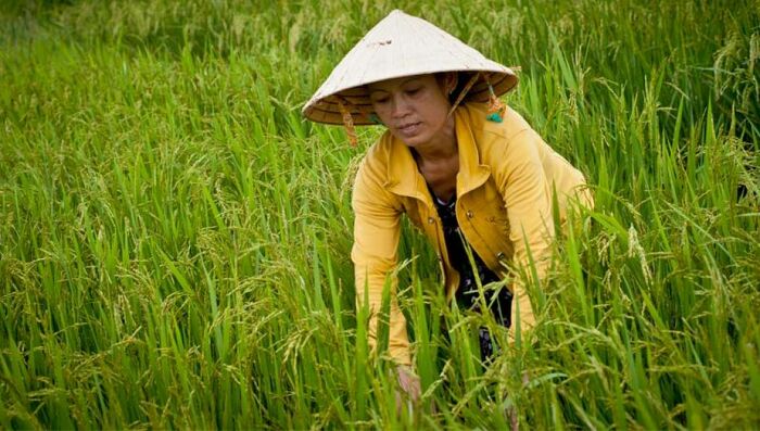 http://www.adb.org/results/bringing-clean-water-highlands-viet-nam