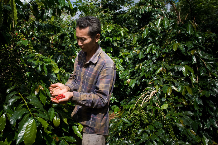 Coffee plantation is an alternative source of income and environmentally-friendly in preservation of national parks. ADB Flickr