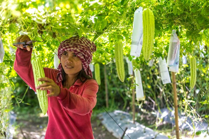 https://greatermekong.org/green-climate-fund-support-agribusiness-value-chains-project-cambodia